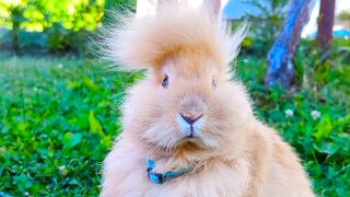 Rabbits of different colors |Animal Sounds