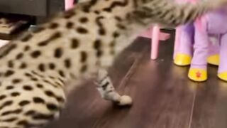 scared cat misunderstood