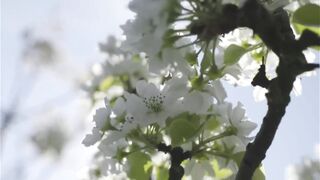 How to produce millions of Apple Tree - Apple Seedlings Production - Harvesting and processing Apple