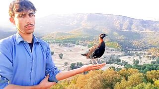 Black Francolin Voice | Kala Teetar Awaaz