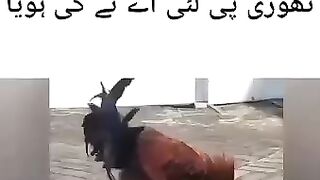 Animal