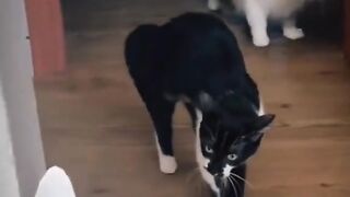Funny Animal Clips # 3
