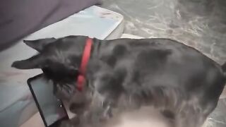 Funny Animal Clips # 4
