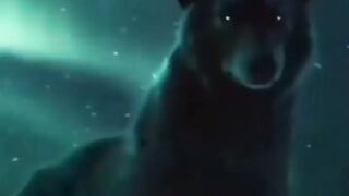 wolf entry whatsapp status