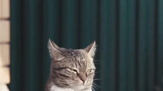 Cat Videos