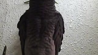 اللہ کے نام