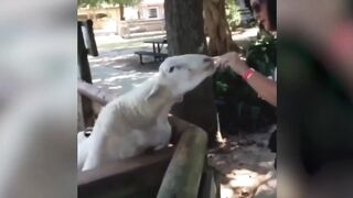 SHEEP & GOATS can be SUPER FUNNY, SEE FOR YOURSELF! - Funny ANIMAL compilation