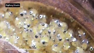 Duniya ki anokhi machliya , Unique fish of the world