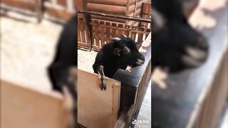 Funny Goats 2020 ???? Cute Goats - NEW !