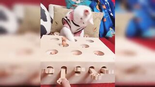 Baby Cats - Cute and Funny Cat Videos Compilation