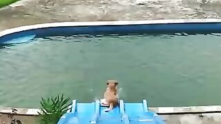 Funniest & Cutest Puppies