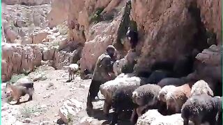 Sheep and Goats Milking by Hand  - Iran Nomadic Lifestyle