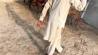 Pitbul l dogg attacks l dogg village faitting