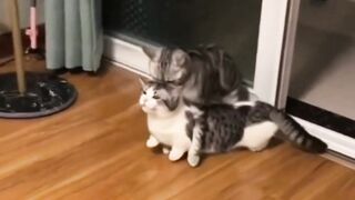 Cat vs cat funny