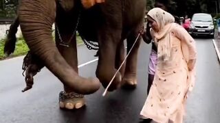 Viral funny best 2023 if you like follow me.
