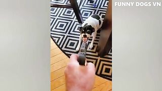 Funniest Animals  - Funny Dogs And Cats - Try Not To Laugh Animals 2022