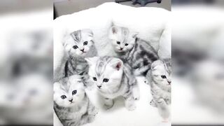 Baby cats _ Cute and funny Cat videos compilation