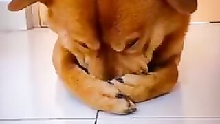 Cute and funny dog