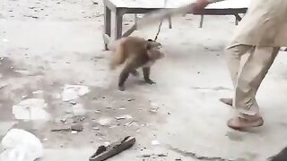 Pakistani bandaar funny