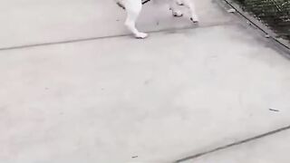 funny pet compilation