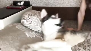 Siberian Husky Lovers