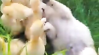 Friendship puppy and duckling