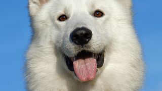 Love Animals