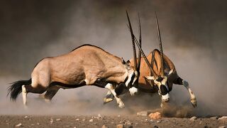 The Best Of Animal Attack 2023. Animal attack on tiger