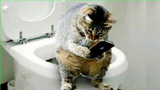 Funny Animal Videos 2023 Best Dogs And Cats Videos