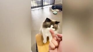 Funny Animal Videos 2023 Best Dogs And Cats Videos