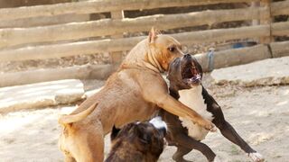 Dangerous animal . Tiger attack on animal. #tiger