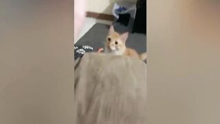 Funny Animal Videos 2023 Best Dogs And Cats Videos p-02