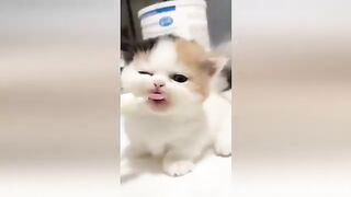 Funniest Pets - 0.001_ Win_ Try Not To Laugh Or Grin With These Dogs