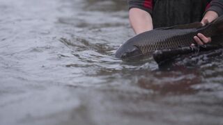 Fish in water