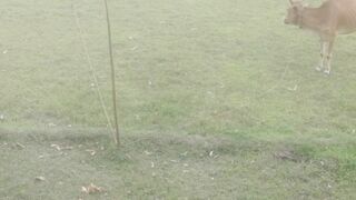 বড়ি গাছ আছে