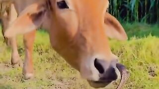 Me ignoring all the red flags