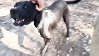 Playtime with My Dogs_ A Joyful Moment