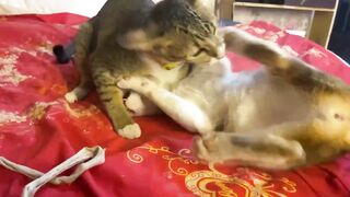 Two Cats Fighting