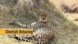 Cheetah Relaxing in Moremi.