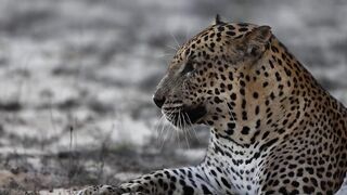 Sri Lankan Leopard.