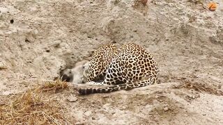 Leopard and Hyena.