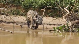 Jaguar hunts.