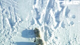 Cute Polar Bear Cubs.
