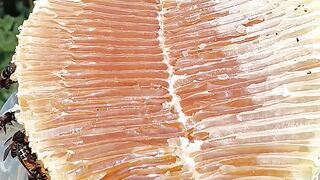 natural  harvest on big trees