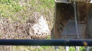 Dare to move a large wasp nest with an excavator