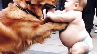 The golden retriever only helps his wife to take care of his baby when his wife is sick,