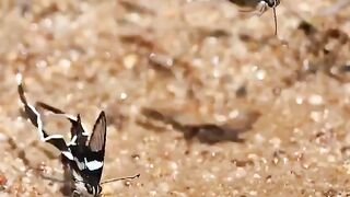 The dragon butterfly