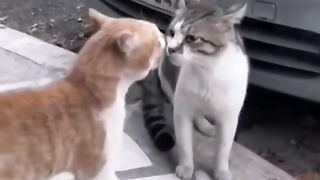 Cats fighting lol!!! ????????