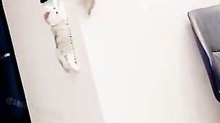 Funnycats&dogslol!!!! ????????
