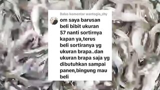 4 Jenis BAK SORTIR ini wajib kalian miliki disegmen PEMBESARAN ikan lele
